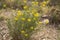 Natural floral background. Bush with small yellow flowers among the stones in the forest