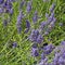 Natural floral background with close-up of Lavender flower field, vivid purple aromatic wildflowers in nature