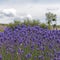 Natural floral background with close-up of Lavender flower field, vivid purple aromatic wildflowers in nature