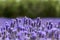 Natural floral background with close-up of Lavender flower field, vivid purple aromatic wildflowers in nature