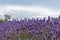 Natural floral background with close-up of Lavender flower field, vivid purple aromatic wildflowers in nature