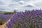 Natural floral background with close-up of Lavender flower field, vivid purple aromatic wildflowers in nature