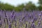 Natural floral background with close-up of Lavender flower field, vivid purple aromatic wildflowers in nature