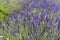 Natural floral background with close-up of Lavender flower field, vivid purple aromatic wildflowers in nature