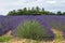 Natural floral background with close-up of Lavender flower field, vivid purple aromatic wildflowers in nature