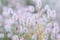 Natural floral background. Close up view of wild summer meadow grass with soft fluffy pink purple heads.