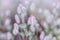 Natural floral background. Close up view of wild summer meadow grass with soft fluffy pink purple heads.