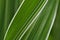 Natural floral background or desktop wallpaper. Striped white-green leaf of a cereal plant. Leaves of reed canary grass close-up.