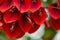 Natural floral background of Erythrina crista-galli