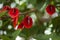 Natural floral background of Erythrina crista-galli