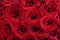 Natural floral background of large, red roses