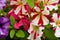 Natural floral background. The Petunia bloom. Close-up