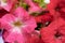 Natural floral background. The Petunia bloom. Close-up