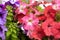 Natural floral background. The Petunia bloom. Close-up