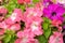 Natural floral background. The Petunia bloom. Close-up