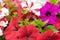 Natural floral background. The Petunia bloom. Close-up