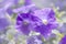 Natural floral background with plue petunia