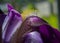 Natural floral background with purple bearded iris on a blurred background. Macro shot of a iris flower