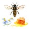 Natural floral honey colorful with honeycombs, daisy flowers, wild chamomile, bee and honey isolated, hand drawn