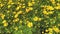 Natural floral spring background. Field with yellow daisy flowers in full bloom at the garden on a summer day. Meadow flowers.