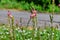 Natural floral summer wallpaper with flowering sainfoin plants on blurred field road background. Spikelets of a legume forage