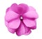 Natural flower of bright pink violets on a white isolated background with clipping path no shadows. Closeup For design.