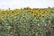 Natural flower field of sunflowers plants