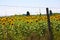 Natural flower field of sunflowers plants