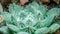 Natural flower pattern, home plant, succulent Echeveria Bristly, macro photo