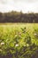 Natural flowering clover field.