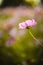 Natural Flowers scene of blooming of pink Sulfur Cosmos with blurred background