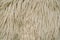 Natural fluffy fur sheep wool skin texture. Sheepskin Background