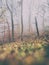 Natural Foggy Beech Forest in Autumn, vintage FX