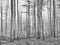 Natural Foggy Forest of Old Beech Trees in Autumn, Black and White