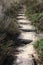 Natural footpath with trees and grass