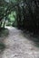 Natural footpath with trees and grass in green