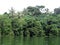 Natural forest around Riam Kanan lake, Borneo