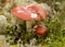 Natural forest background, wild mushroom in the forest, traditional forest background with grass, moss, lichens and dry branches,