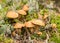 Natural forest background, wild mushroom in the forest, traditional forest background with grass, moss, lichens and dry branches,