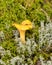 Natural forest background, wild mushroom in the forest, traditional forest background with grass, moss, lichens and dry branches,