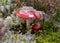 Natural forest background, wild mushroom in the forest, traditional forest background with grass, moss, lichens and dry branches,