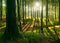 Natural Forest of Beech Trees with Sunbeams through Foliage after Summer Rain