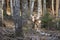 Natural forest of birch trees with roe deer in sunlight of sunset