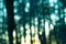 Natural forest blurred background