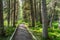 Natural forest footpath scenery. Fenland Trail in summer sunny day. Banff National Park.