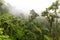 Natural forest at Magoebaskloof