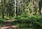 Natural forest path. Trunks of pine trees and green fern