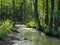 Natural forest river in summer midday