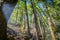 Natural forest scenes on Maruia Saddle Road out of Murchison