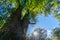 Natural forest scenes on Maruia Saddle Road out of Murchison